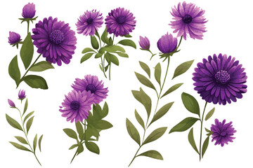 Set of purple aster flowers with green leaves isolated on white background. Vector illustration.