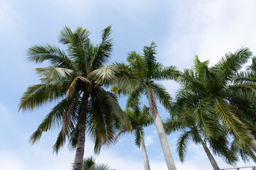 Fototapeta na wymiar View Coconut tree with sky background