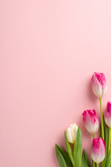 Cherish the moments together! Overhead vertical shot of gorgeous tulips on a subtle pink background, creating a beautiful space for your loving message or promotional content