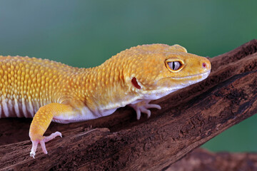Leopard gecko lizard on wood, eublepharis macularius, animal closeup