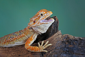bearded dragon sitting on wood, cute lizard on black background, animals closeup