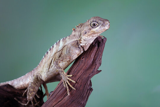 hypsilurus magnus forest dragon lizard on wood