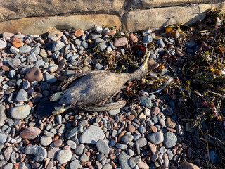 Dead sea bird on a pebble beach