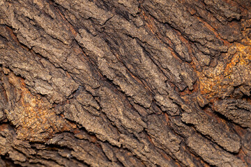 Bark of a broad-leaved tree in the forest, close-up.