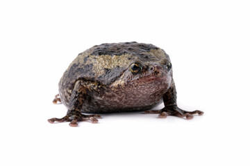 Banded bullfrog kaloula pulchra toad isolated on white