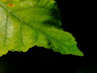 close-up beautiful green leaf texture