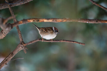 Sparrow on a spruce branch. Brown bird on a branch. 