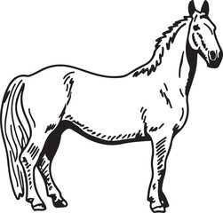 Horse Line art vector illustration black color