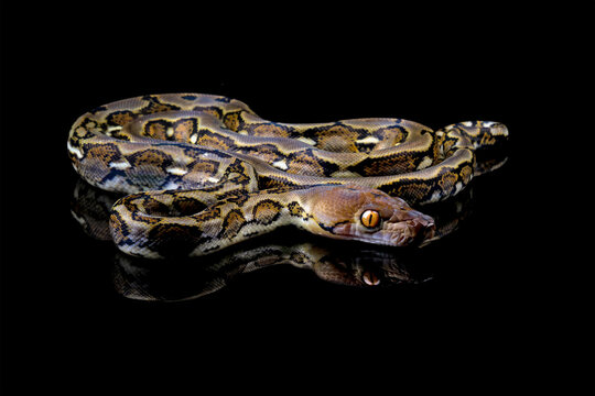 Indonesia python snake isolated on black, non-venomous snake