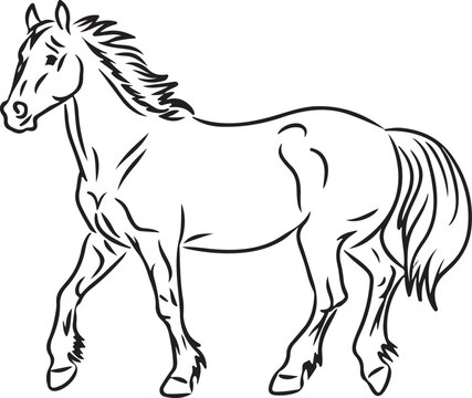 recommend clip art: Horse Line art vector illustration black color
