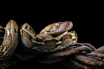 Indonesia python snake isolated on black, non-venomous snake