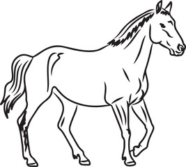 Horse Line art vector illustration black color