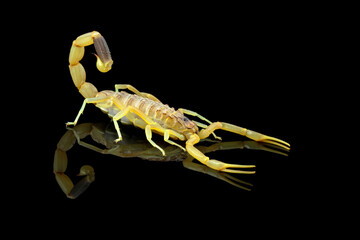 Deathstalker scorpion isolated on black, High venomous scorpion