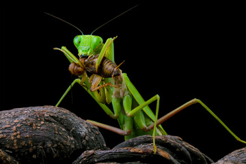 The praying mantis is eating a cricket, praying mantis on branch with black background, Green Praying Mantis