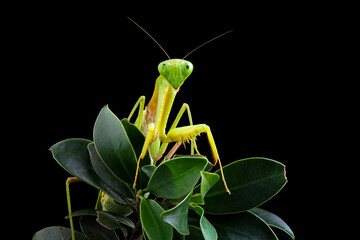Female praying mantis on leaves with black background, Green Praying Mantis