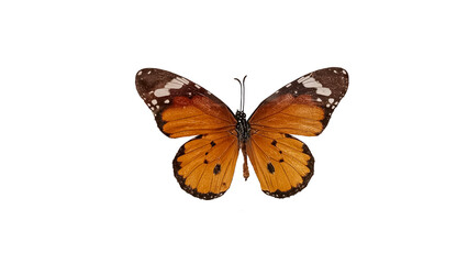 Obraz premium butterfly isolated on white