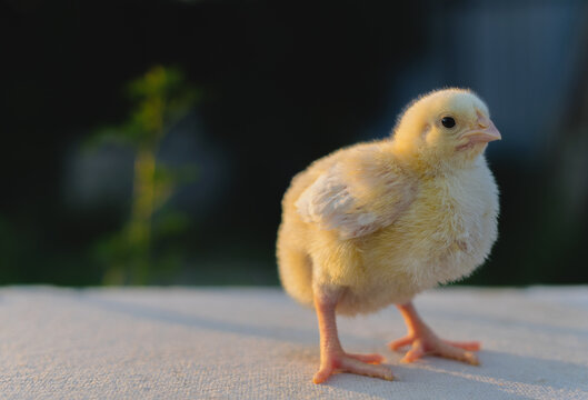 Little yellow broiler chicken. Copy space.