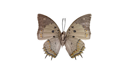 butterfly isolated on white