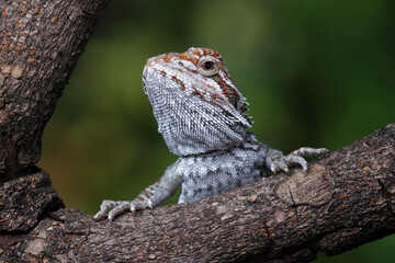 bearded dragon sitting on wood, cute lizard on black background, animals closeup