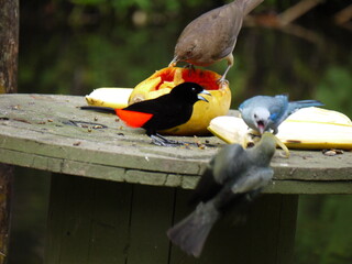 Oiseaux se battant pour manger, Costa-Rica © nans