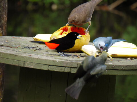 Oiseaux se battant pour manger, Costa-Rica