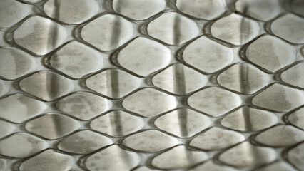 close up of shed snake skin