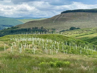 New young trees planted on a hillside in Scotland