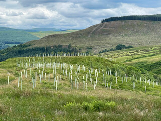New young trees planted on a hillside in Scotland