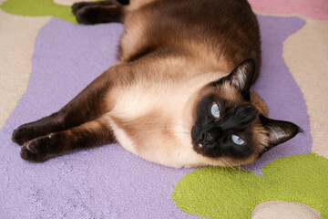 Home pet. A siamese cat lies on the floor in the house. A beautiful breed cat looks at the camera