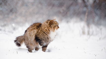 cute fluffy Siberian cat walking outdoors in winter rural yard, standing in the snow with raised up paw to save heat, animal instinctive wisdom concept