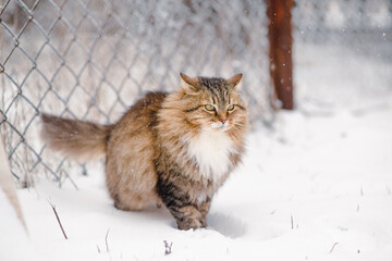 fluffy beautiful cat walking outdoors in rural yard on background of white snow, pets on winter nature rural scene