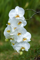 Beautiful white orchid  - phalaenopsis