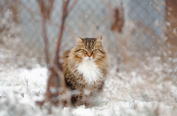 cute fluffy Siberian cat walking outdoors in winter rural yard, pet sitting in the snow
