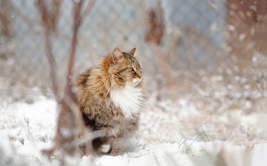 cute fluffy Siberian cat walking outdoors in winter rural yard, sitting in the snow with raised up paw to save heat, animal instinctive wisdom concept