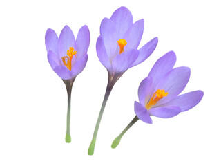 Naklejka premium Crocus purple flowers set isolated transparent png. Colchicum flowering plant. Bloom with bright orange stamens