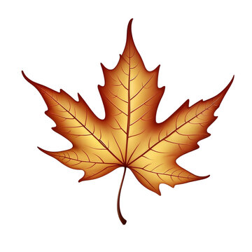 Maple leaf in autumn fall colour, png stock file cut out and isolated on a transparent background