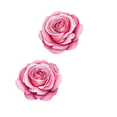 Rose with petals pink