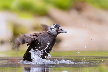  A White-headed duck takes off from the water. Oxyura leucocephala