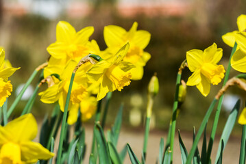 Fototapeta premium Narcissus jonquilla in the garden on a beautiful sunny day, selective focus on the flower.