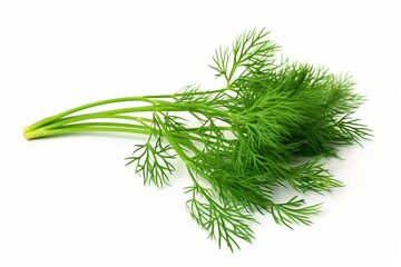 Isolated branch with green dill herb leaves for culinary use. Generative AI