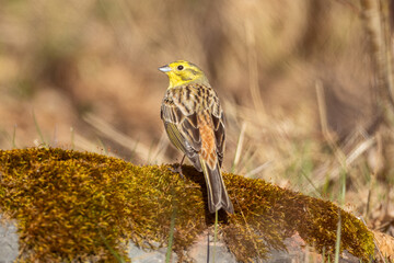 Yellowhammer on a stone