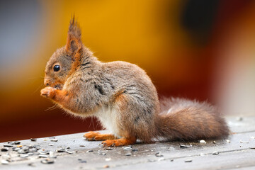 Red squirrel on the porch