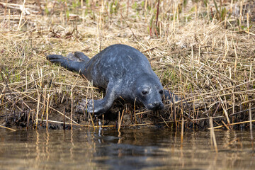 Fototapeta premium Young gray seal on the way to the water