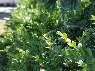 Bright green leaves are covered with cobwebs