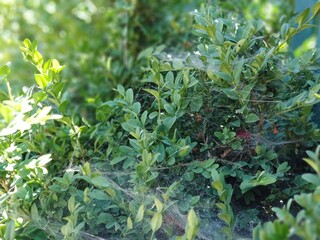 Bright green leaves are covered with cobwebs