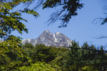 Fototapeta premium pine tree in the mountains