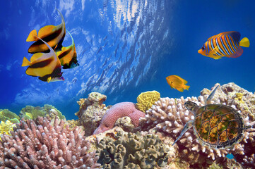 tropical fish and Hard corals in the Red Sea, Egypt - 719047475