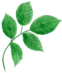 Handdrawn watercolor illustration of leaves branches for special day like birthday valentine day  women's day mother's day greeting cards wedding invitation 