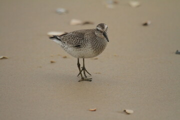 Willet (shorebird) walking on beach 