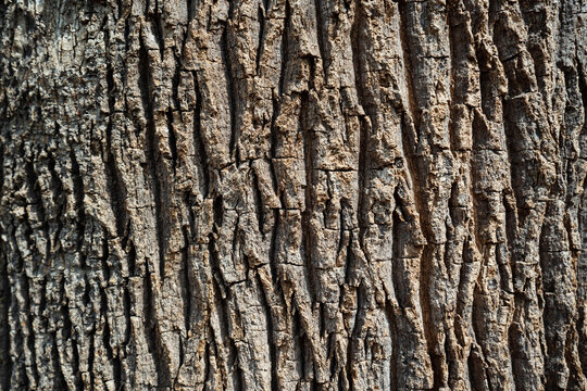 Brachychiton Rupestris (Queensland Bottle Tree) tree trunk close up.